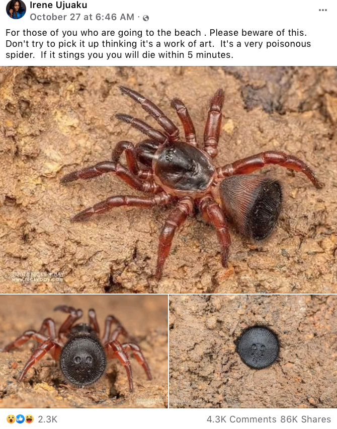Fact Check Trapdoor Spider Is NOT Poisonous Only Venomous To Animal